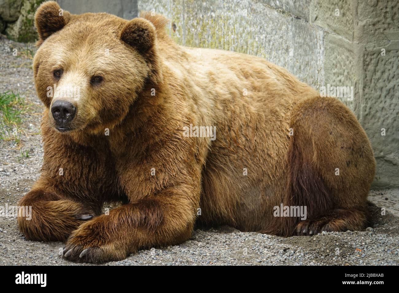 Brown bear in Bern, Switzerland Stock Photo