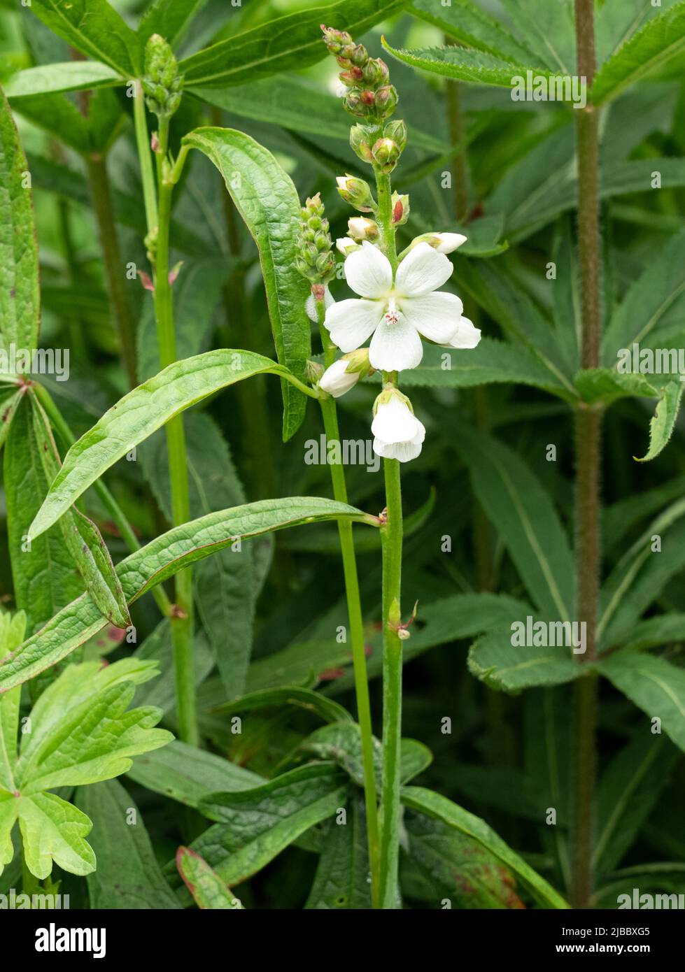 Modest Mallow Modest me collection hi-res stock photography and images - Alamy