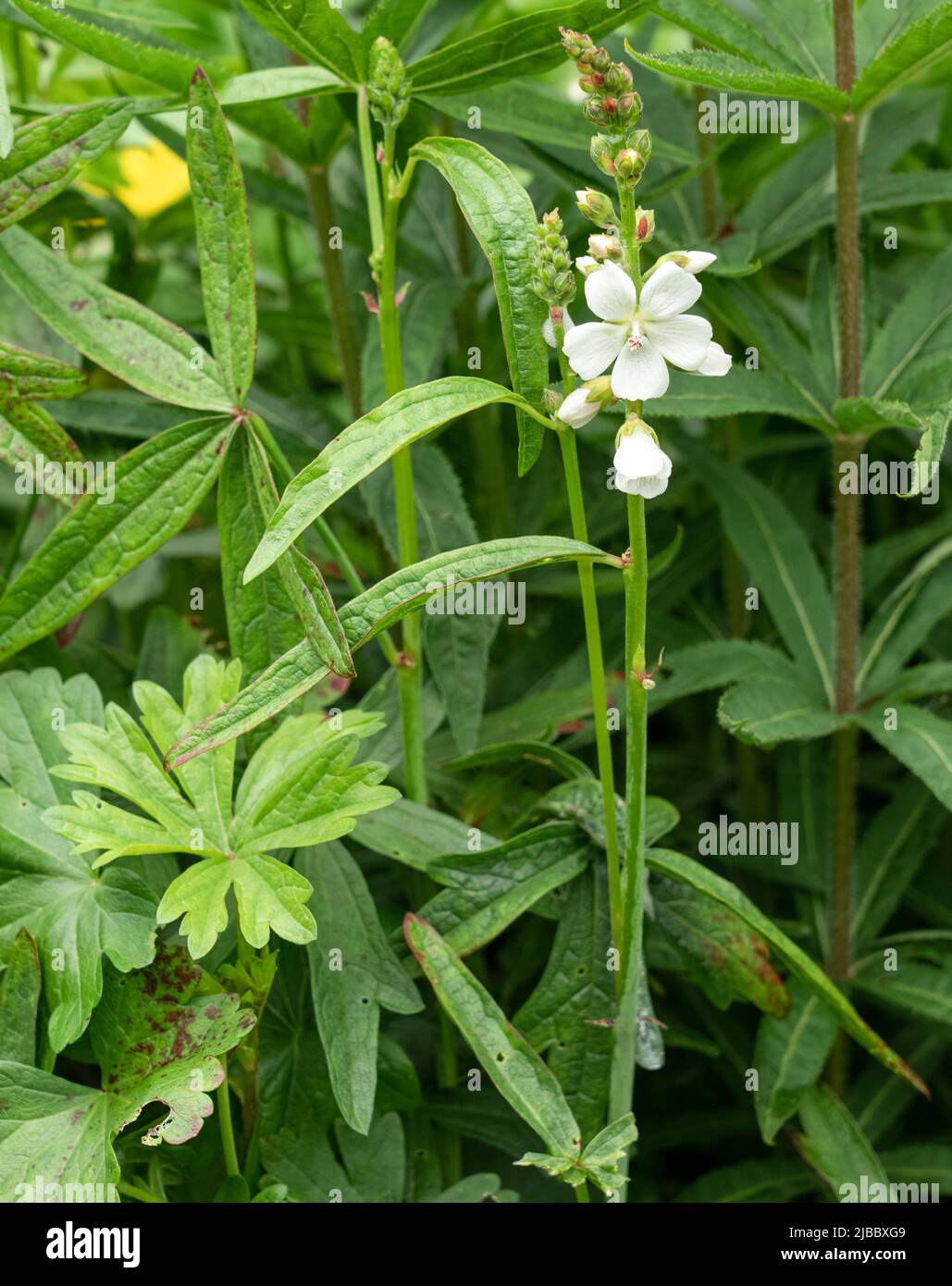 Modest Mallow Modest me collection hi-res stock photography and images - Alamy