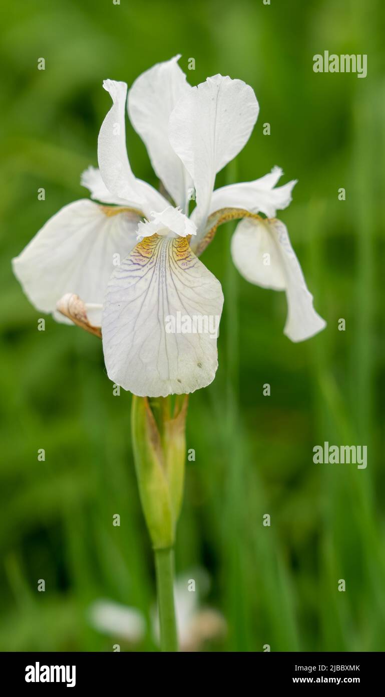 Closeup of flowering Iris sibirica 'Alba' Stock Photo