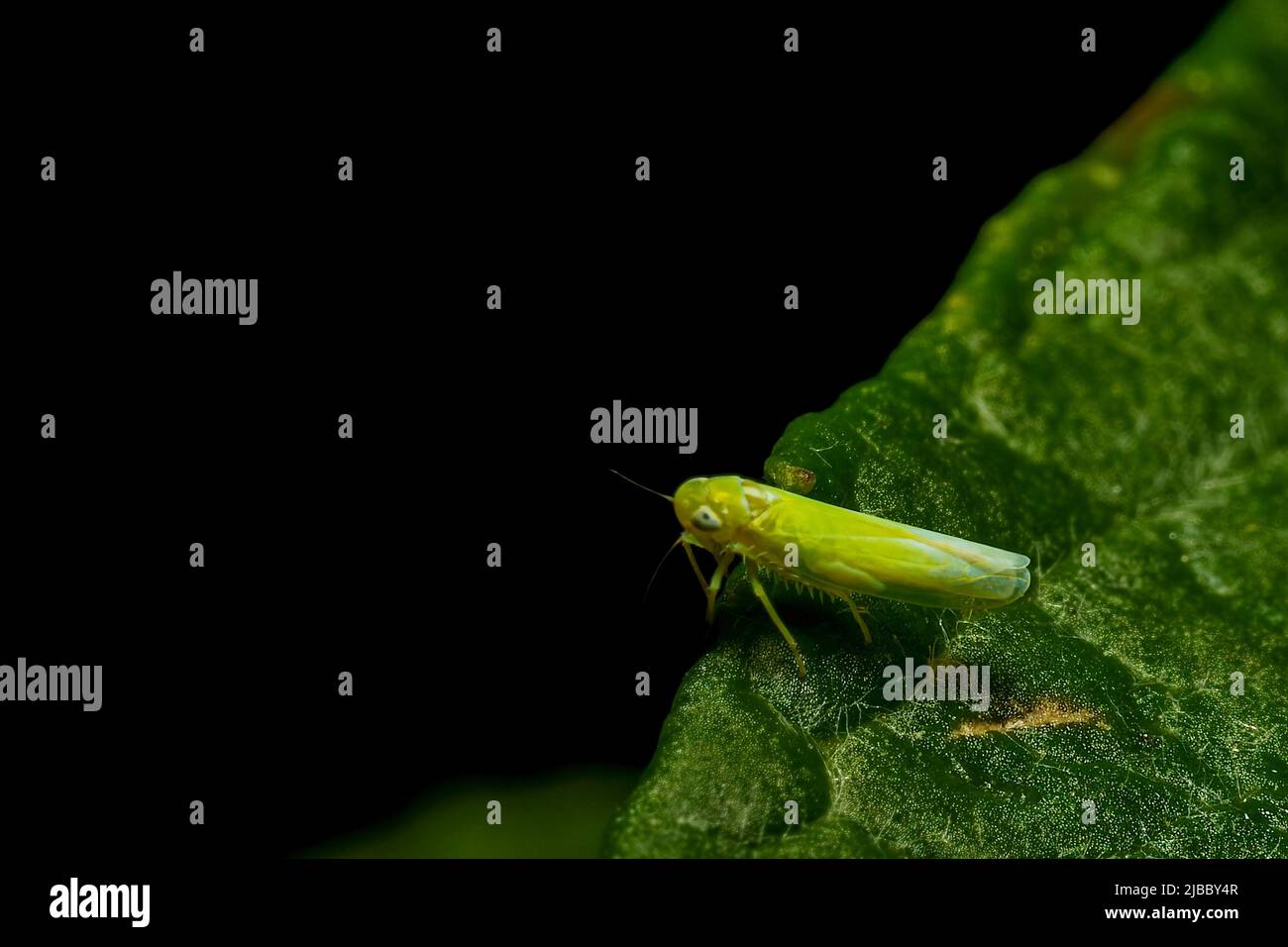 Green vine cicada (Empoasca vitis) on a leaf, with copy space, isolated, black background Stock Photo