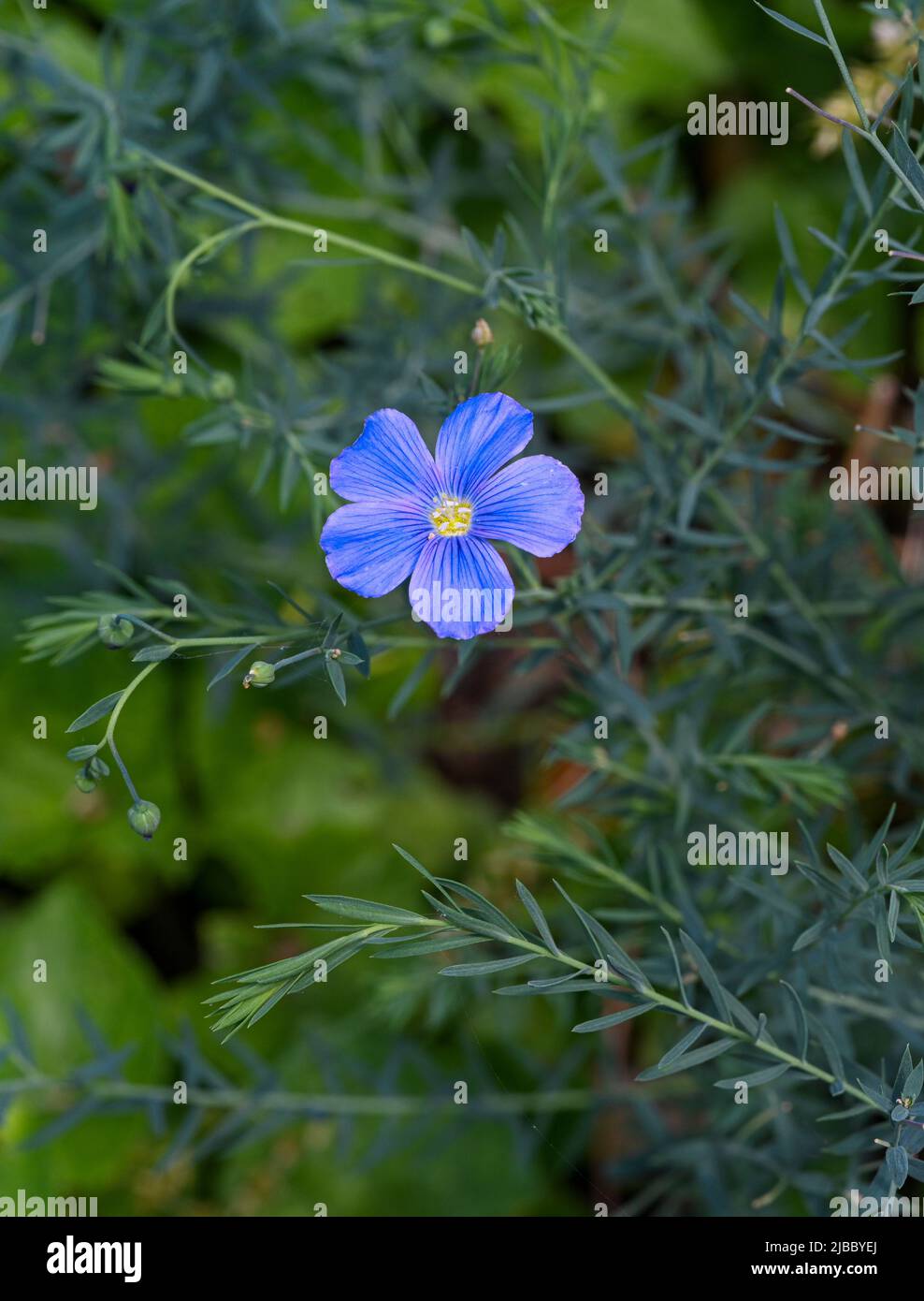Blue flax, Lint or Perennial flax in bloom. Botanical Garden, KIT Karlsruhe, Germany, Europe Stock Photo