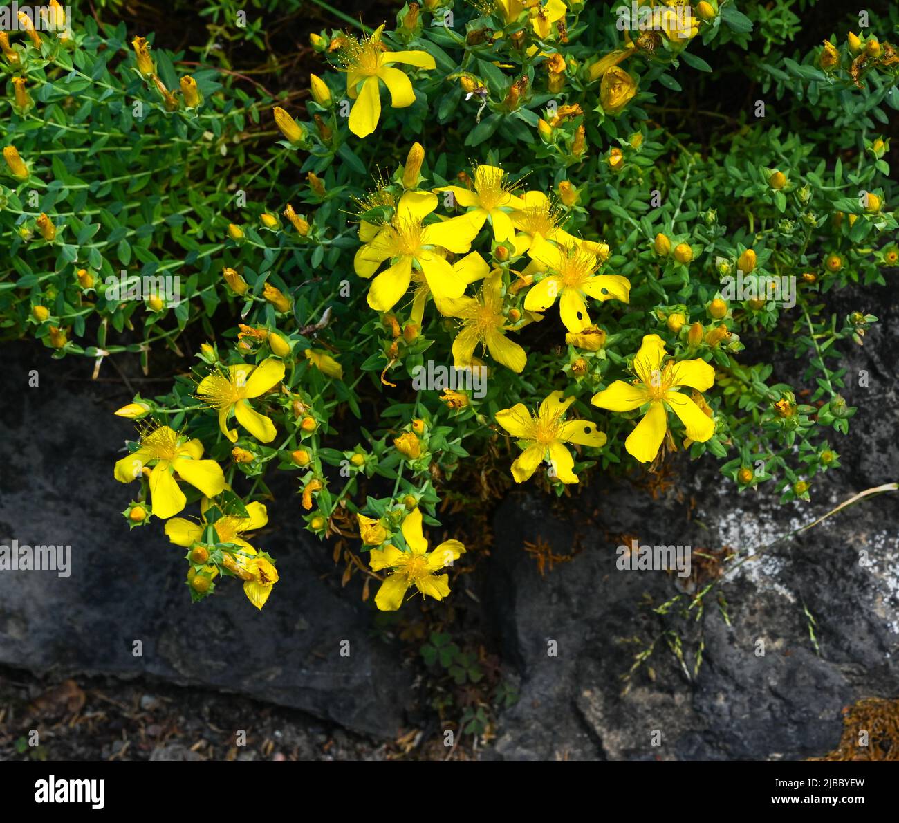 Mount Olympus St Johns-wort (Hypericum olympicum) in bloom Stock Photo