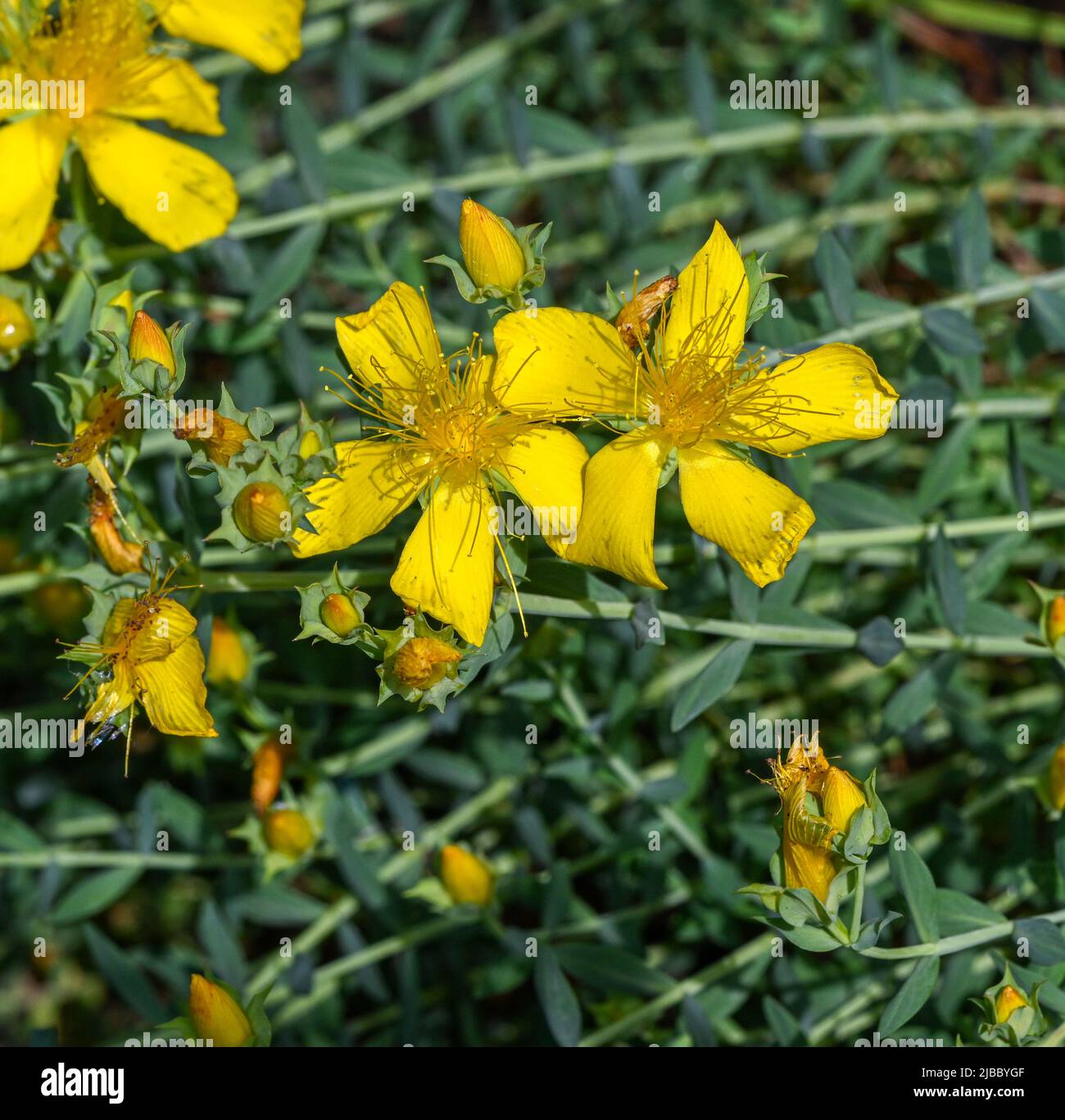 Mount Olympus St Johns-wort (Hypericum olympicum) in bloom Stock Photo