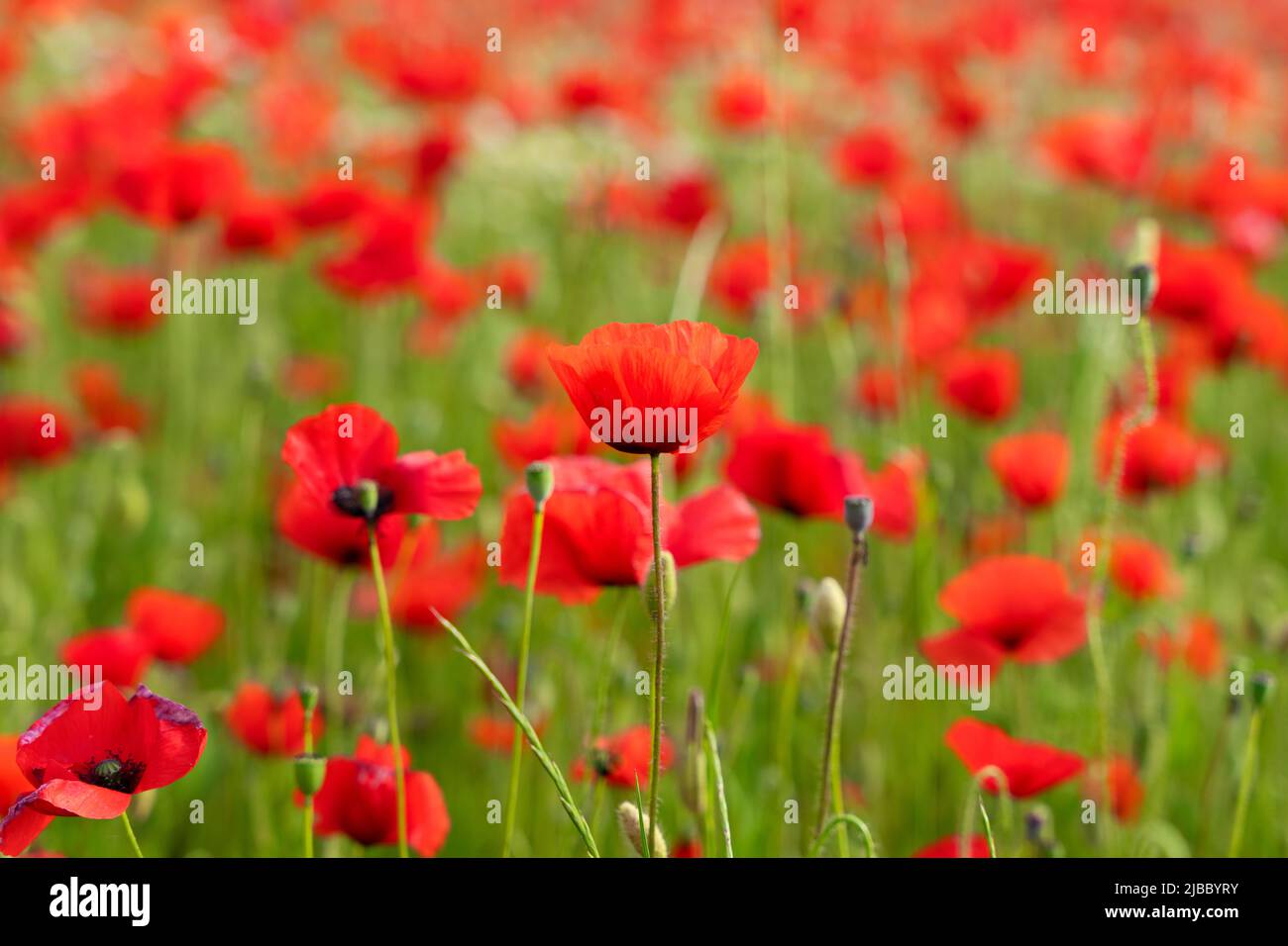 poppy field in spring, France Stock Photo