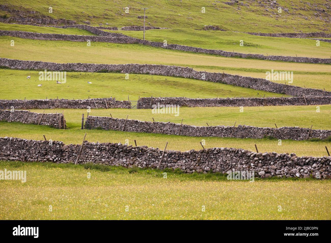 Meadows in Littondale in summer, Yorkshire Dales, UK Stock Photo