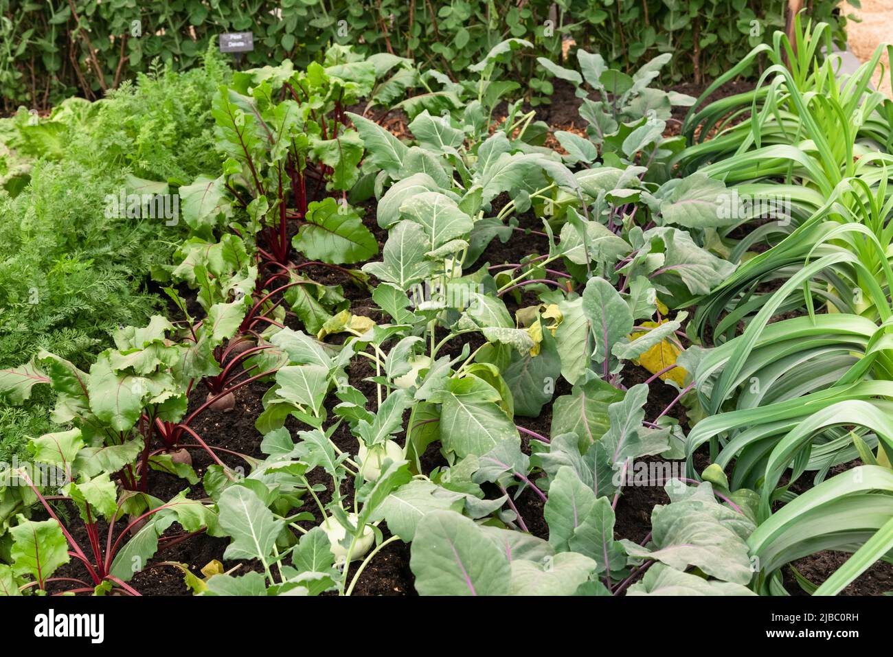 Vegetable garden with Kohl Rabi and beetroots Stock Photo