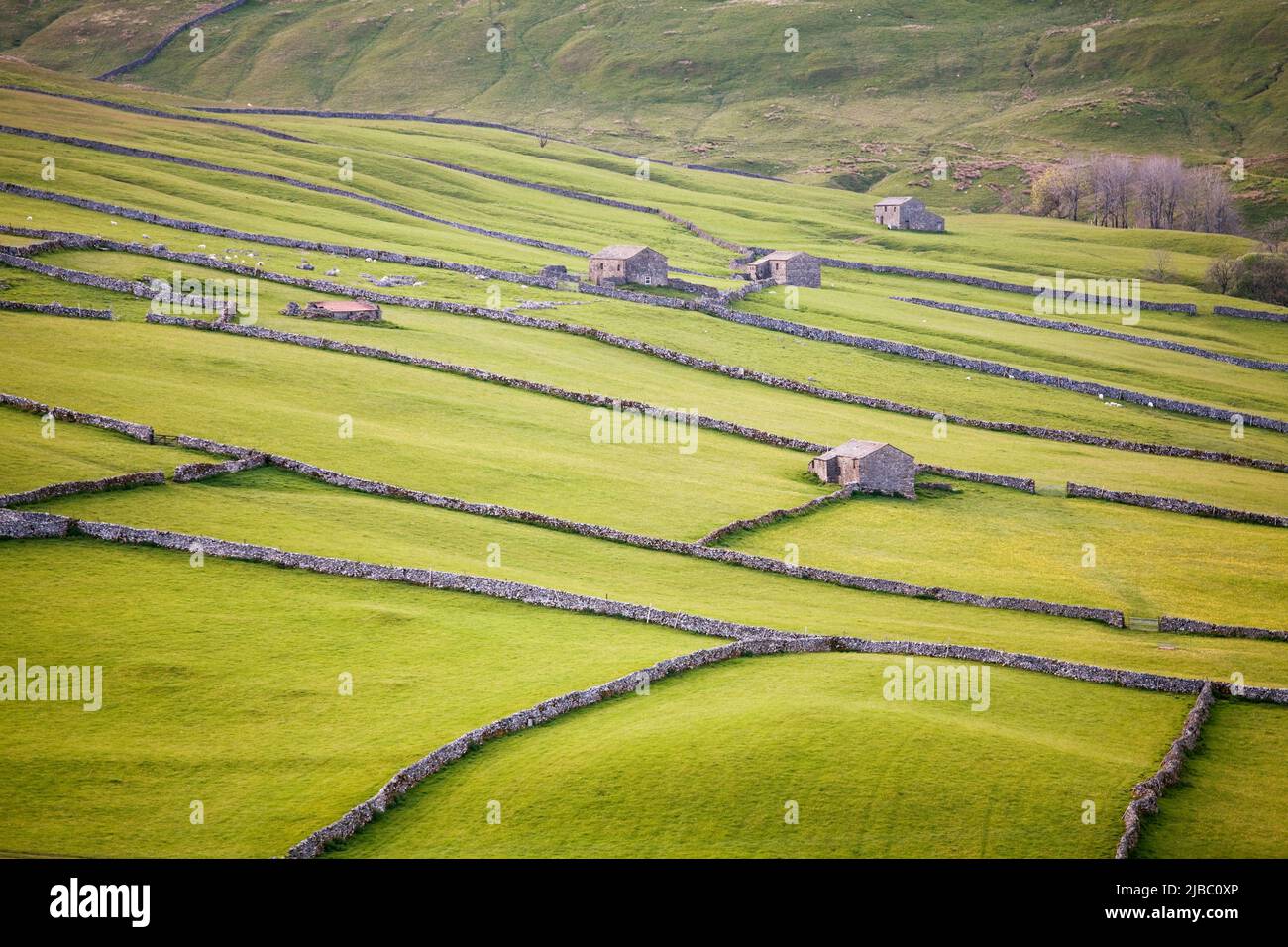Yorkshire Dales meadows and old barns in summer, in the valley of Littondale, Yorkshire, UK Stock Photo