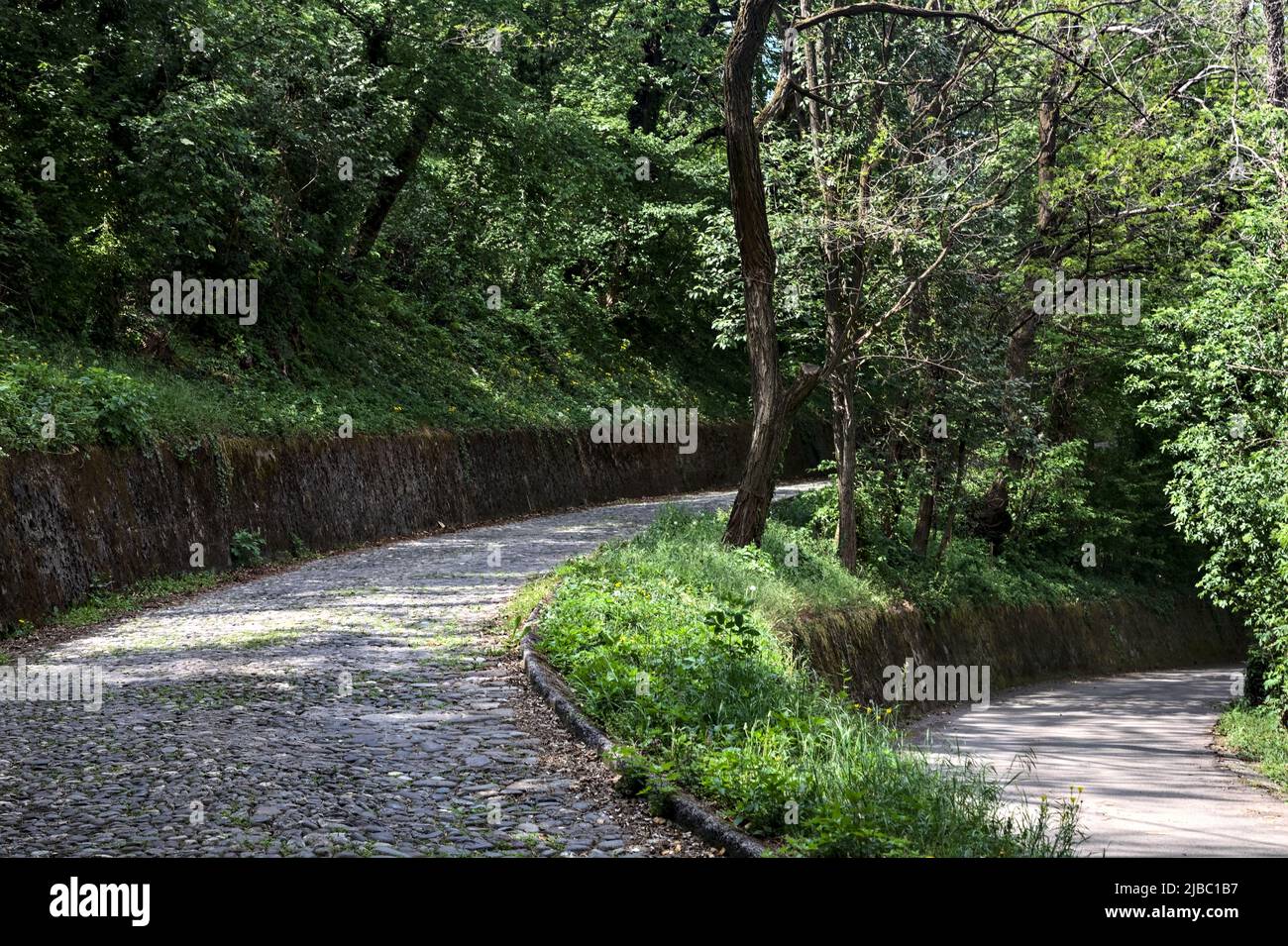 Fork in a forest road between an uphill paved road and an asphalted downhill road Stock Photo