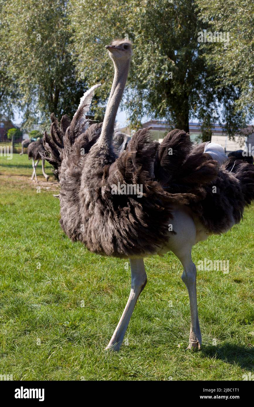 Male adult ostrich walking around a meadow of an ostrich farm Stock Photo