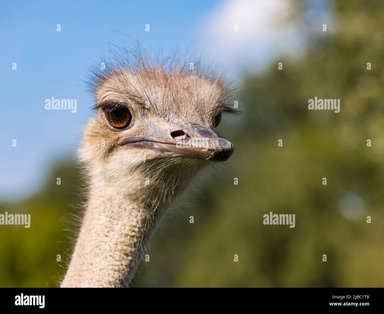 Closeup image of an adult ostrich pulling faces, with beautiful soft bokeh natural background Stock Photo