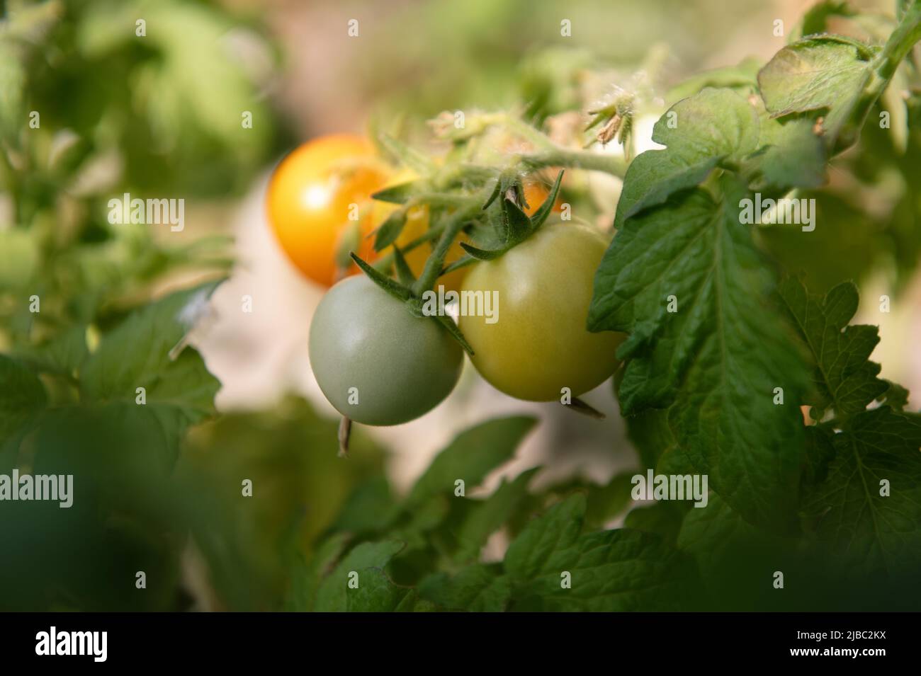 Hang up tomatoes hi-res stock photography and images - Alamy