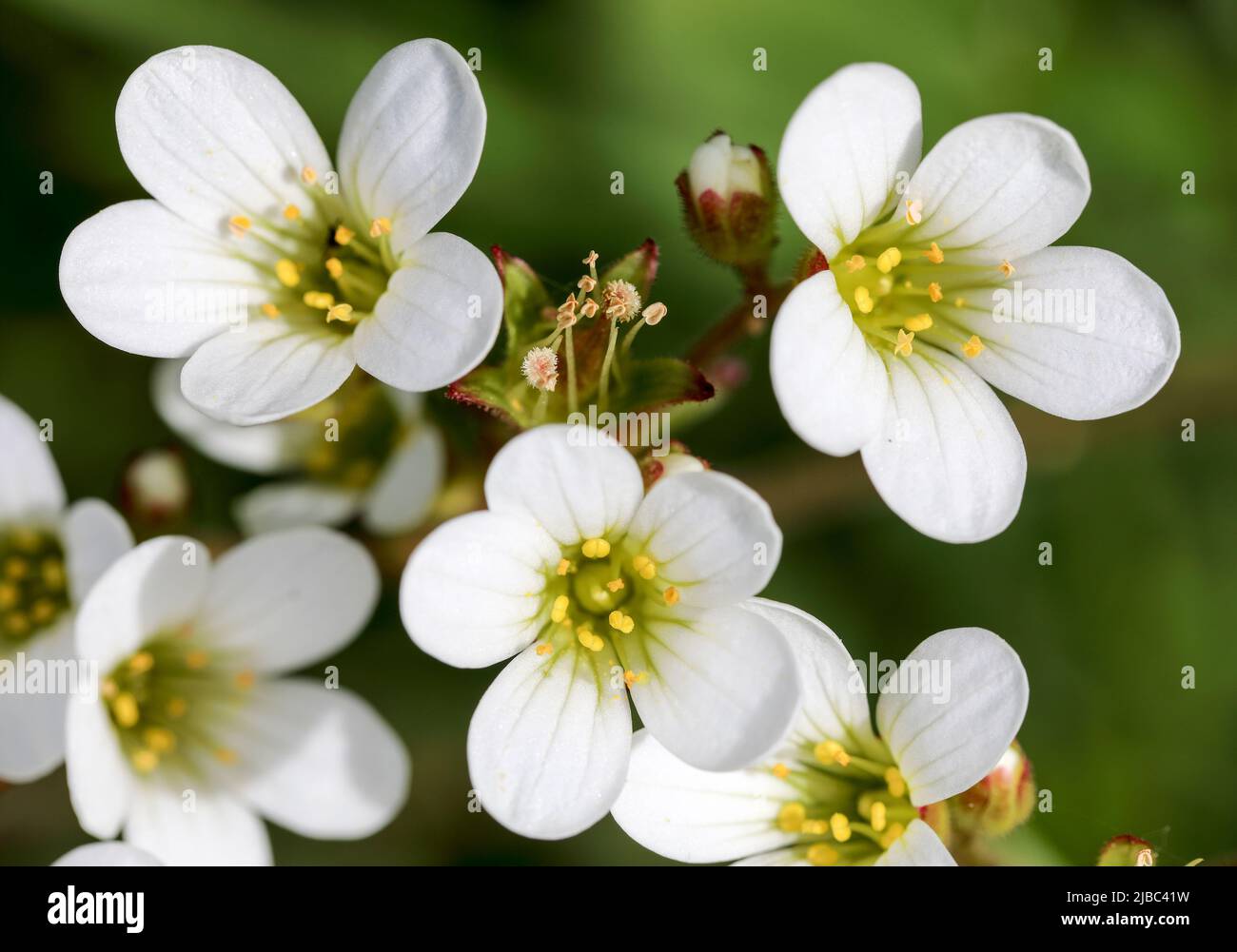 Meadow saxifrage flowering Stock Photo