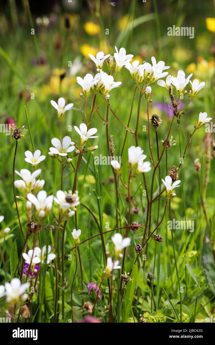 Meadow saxifrage flowering Stock Photo