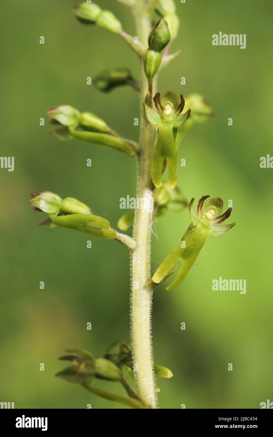 Eggleaf twayblade flowering Stock Photo