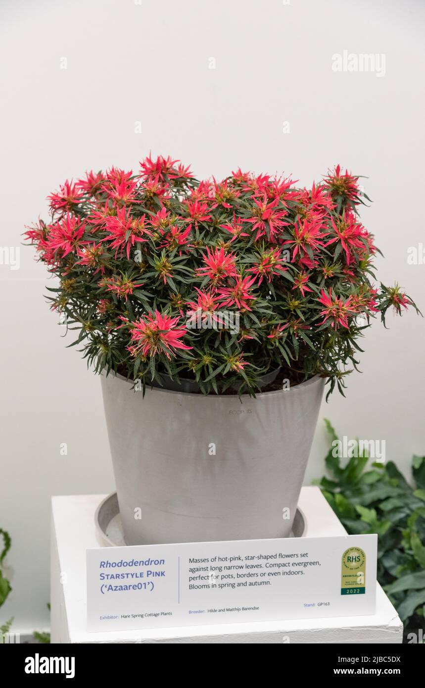 Rhododendron 'Starstyle Pink' in a pot Stock Photo