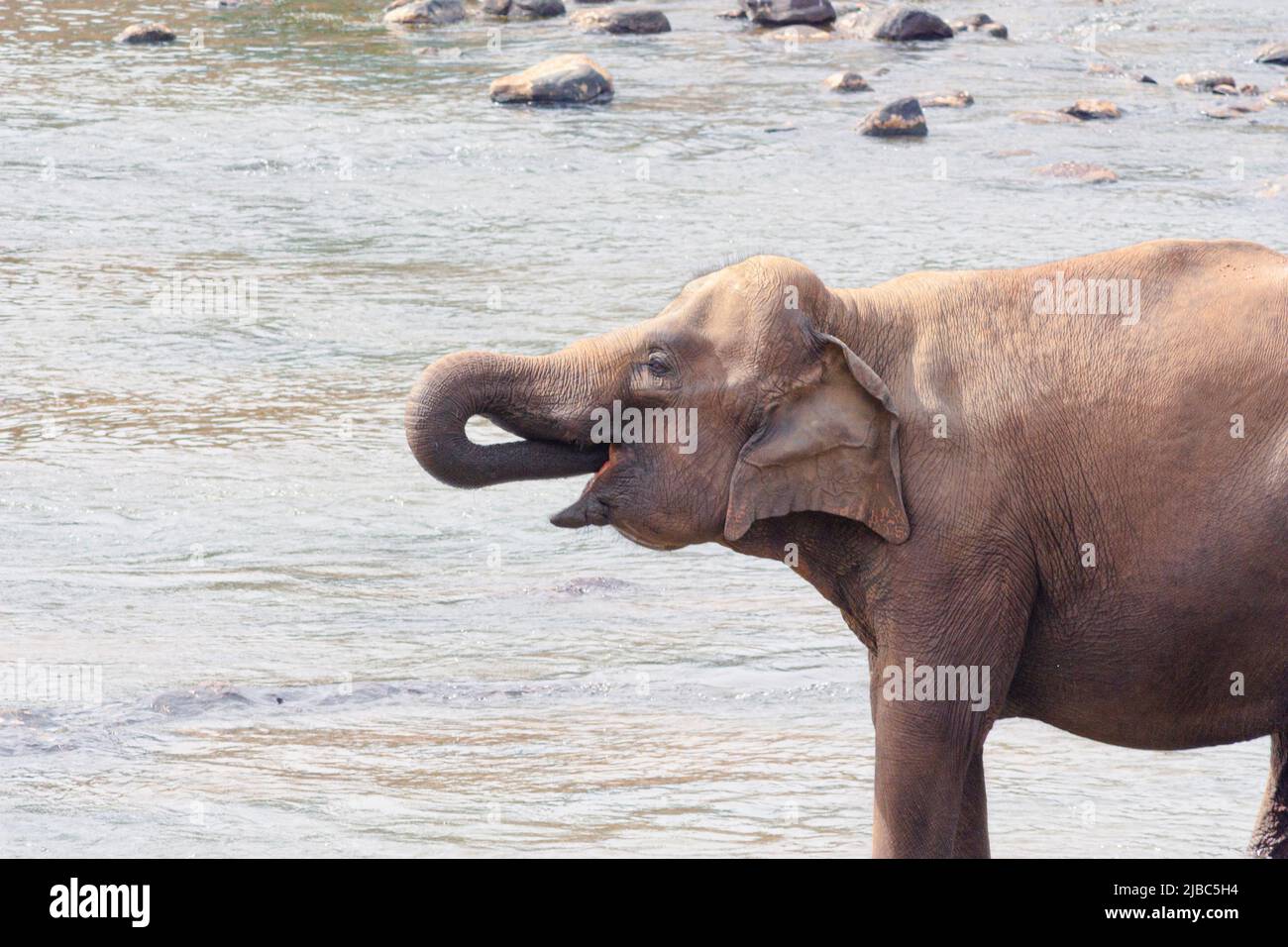 A juvenile Asian elephant in Sri Lanka drinks water from the river she is standing in. Stock Photo