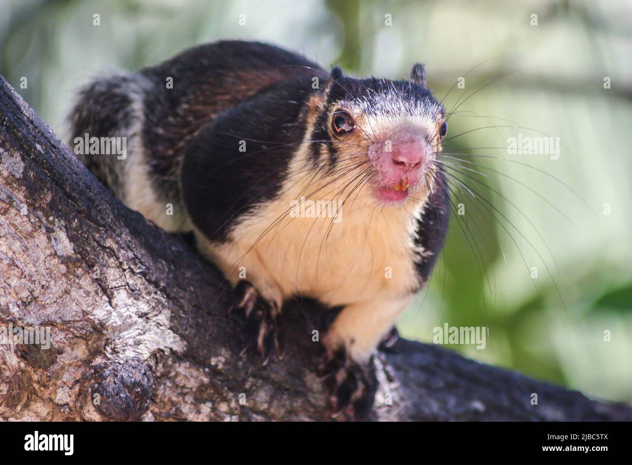 A curious Grizzled Giant Squirrel (Ratufa macroura), sits in a tree and watches the woman taking his photo. This photo was taken on Kothduwa Island in Stock Photo