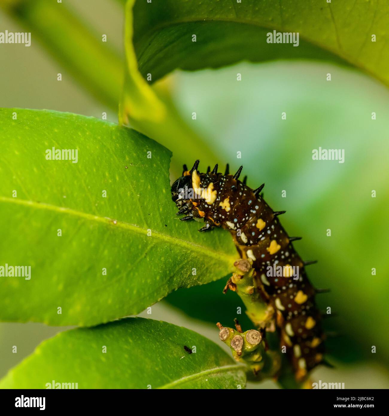 Orange caterpillar hires stock photography and images Alamy