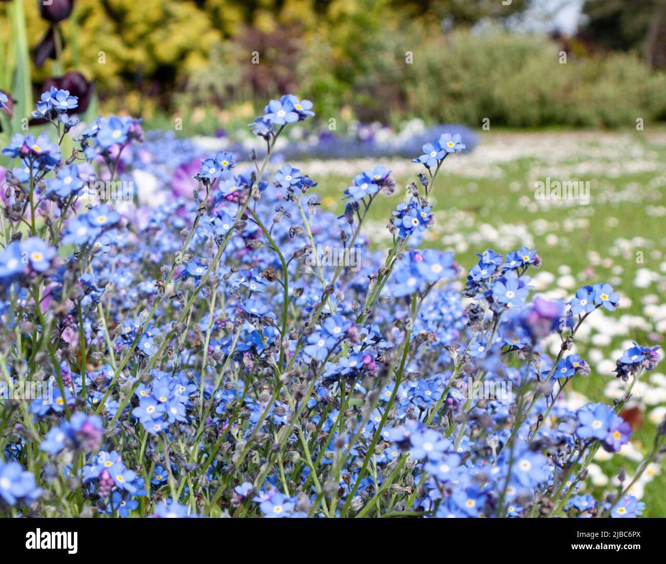 Loads of forget-me-nots growing in Somerset, England in May. Stock Photo