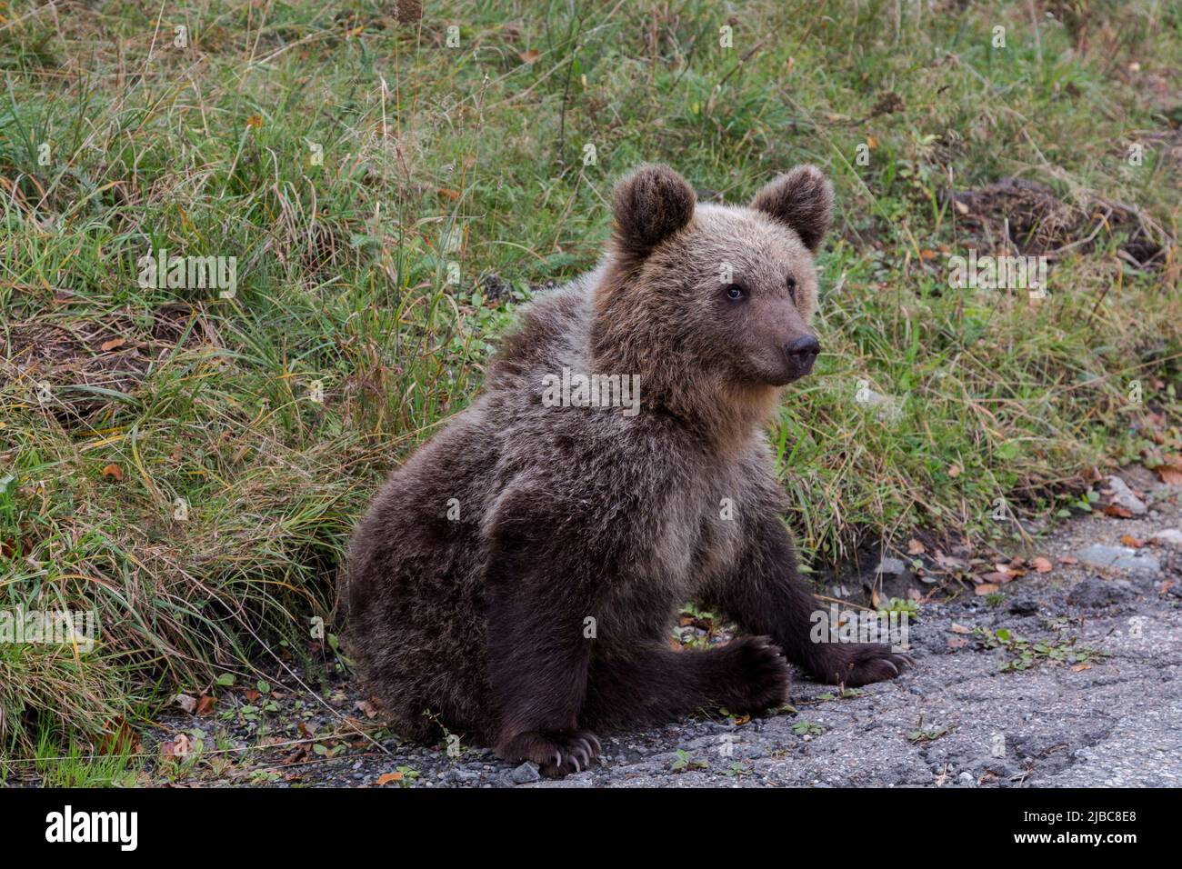 Portrait of young wild bear in the forest with dark fur, Transfagaras, Romania Stock Photo