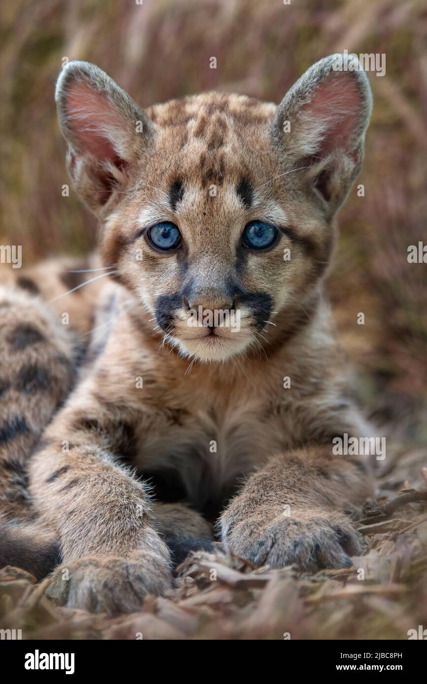 Baby puma hi-res stock photography and images - Alamy