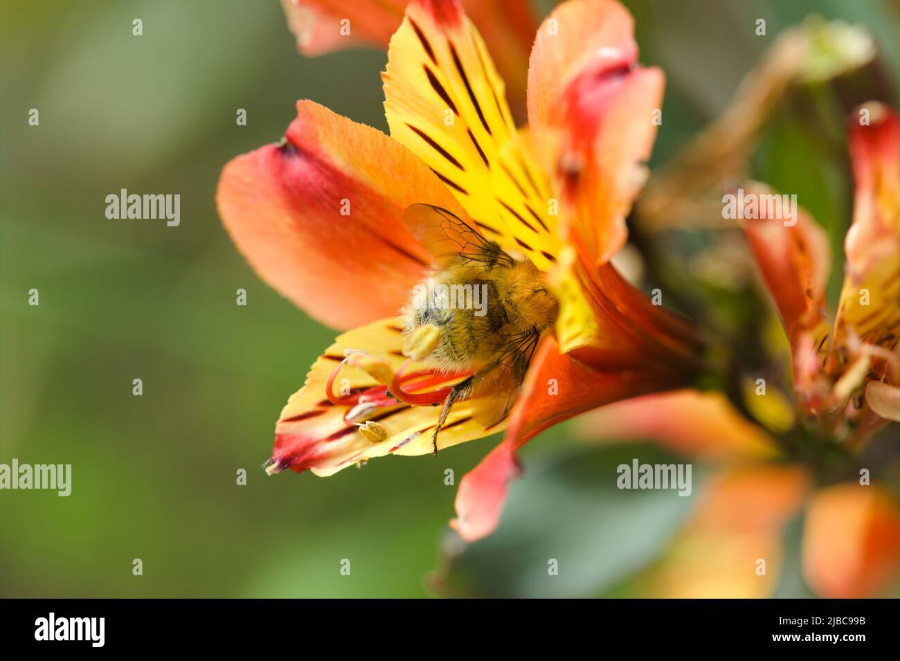 Nature Landscape - Close-up of a pollinating insect head deep in an Peruvian Lily Flower , Alstromeria  ' Indian Summer' Stock Photo