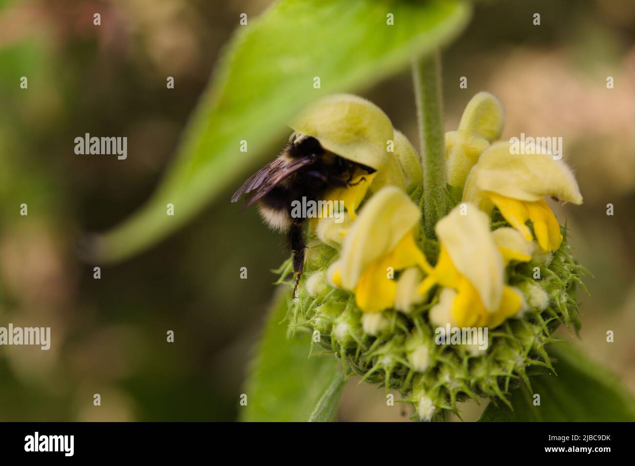 Close-up of a White-tailed Bumble Bee ( Bombus lucorum ) nectaring under the yellow capped flowers of a Jerusalem Sage Plant ( Phlomis fruticosa ) Stock Photo