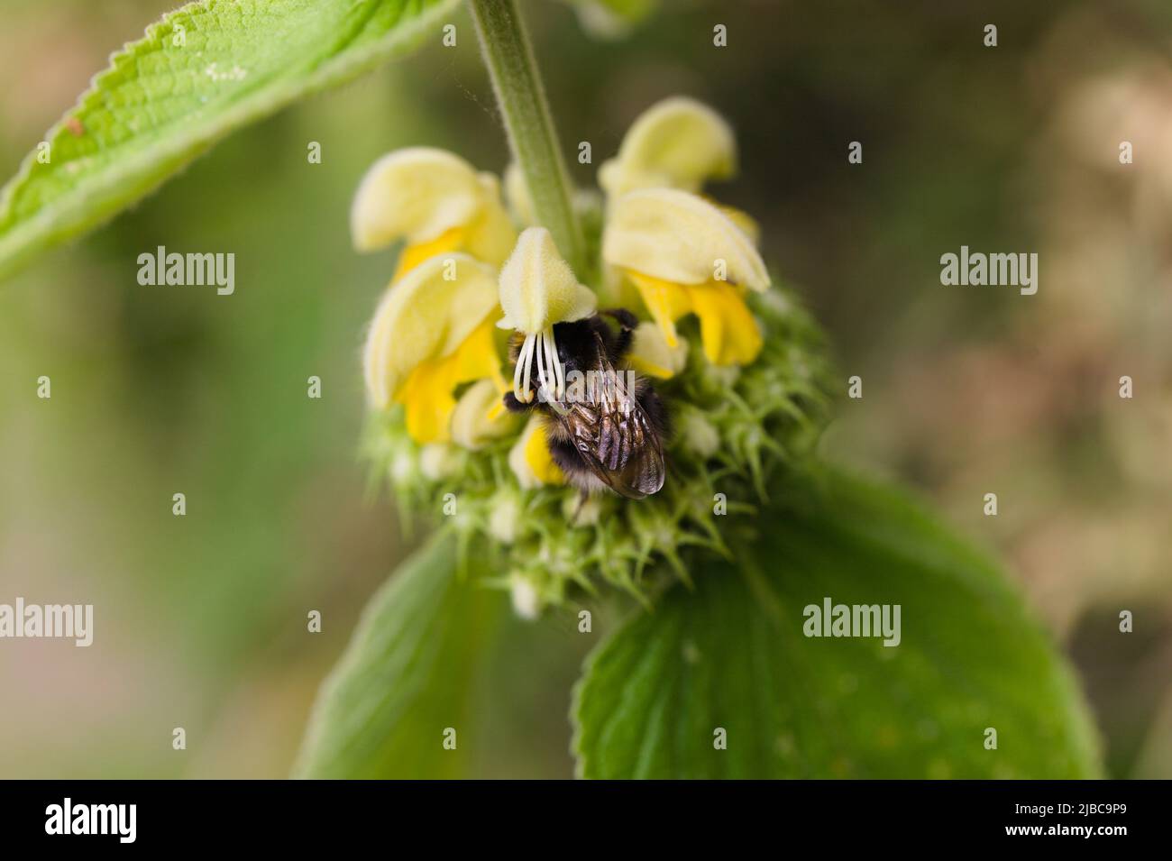 Secret Gardens - Bee Nectaring on Turkish Sage,  Phlomis russeliana Stock Photo