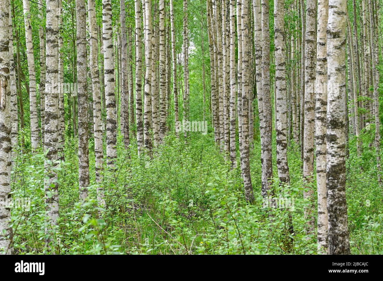 springtime in birch wood Kumla Sweden may 2022 Stock Photo