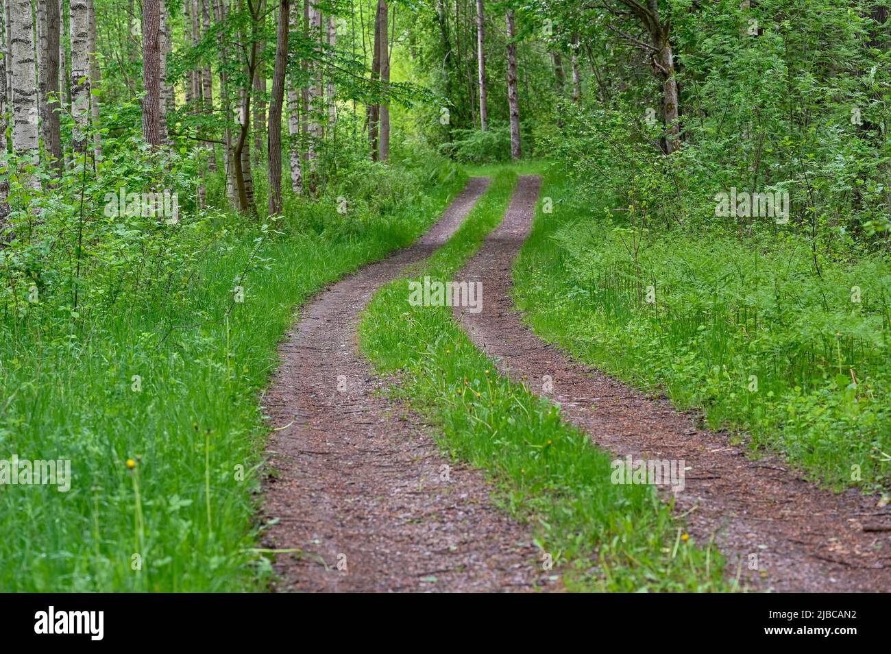 narrow road through green forest in springtime Stock Photo