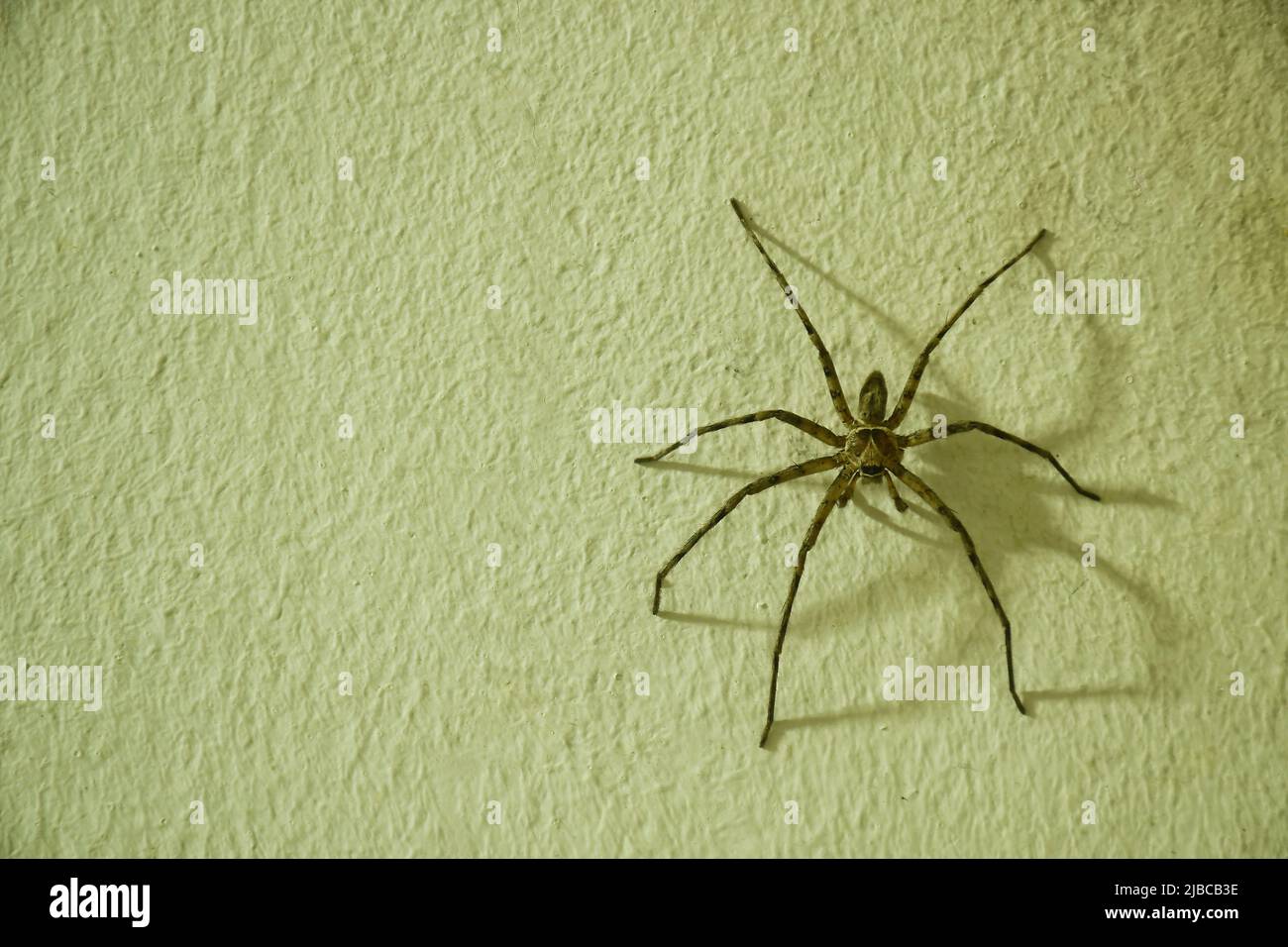 huge common huntsman spider crawling on home wall in night Stock Photo