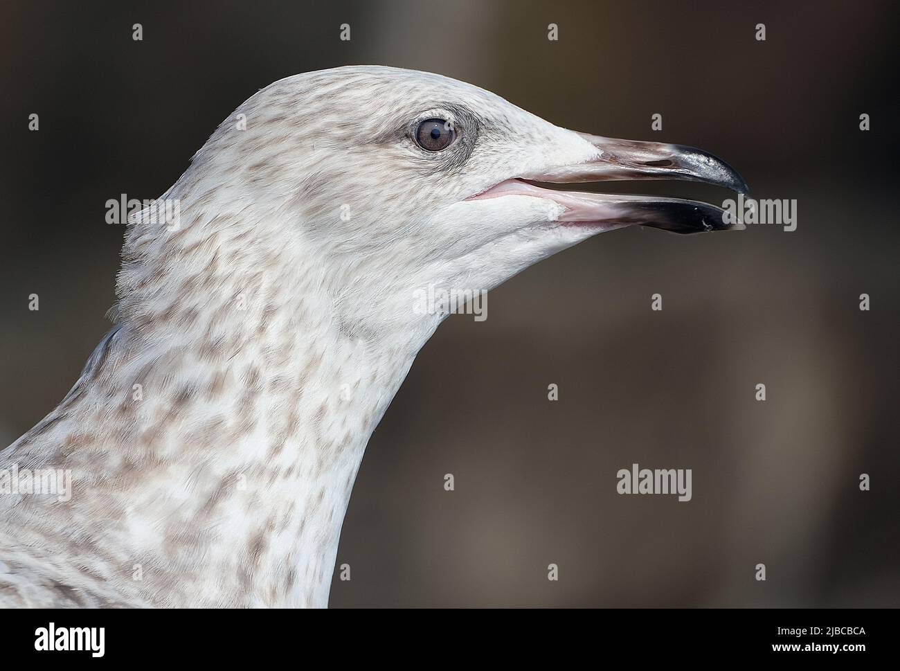 The European herring gull is a large gull, up to 66 cm long. One of the best-known of all gulls along the shores of Western Europe, Young bird. Stock Photo