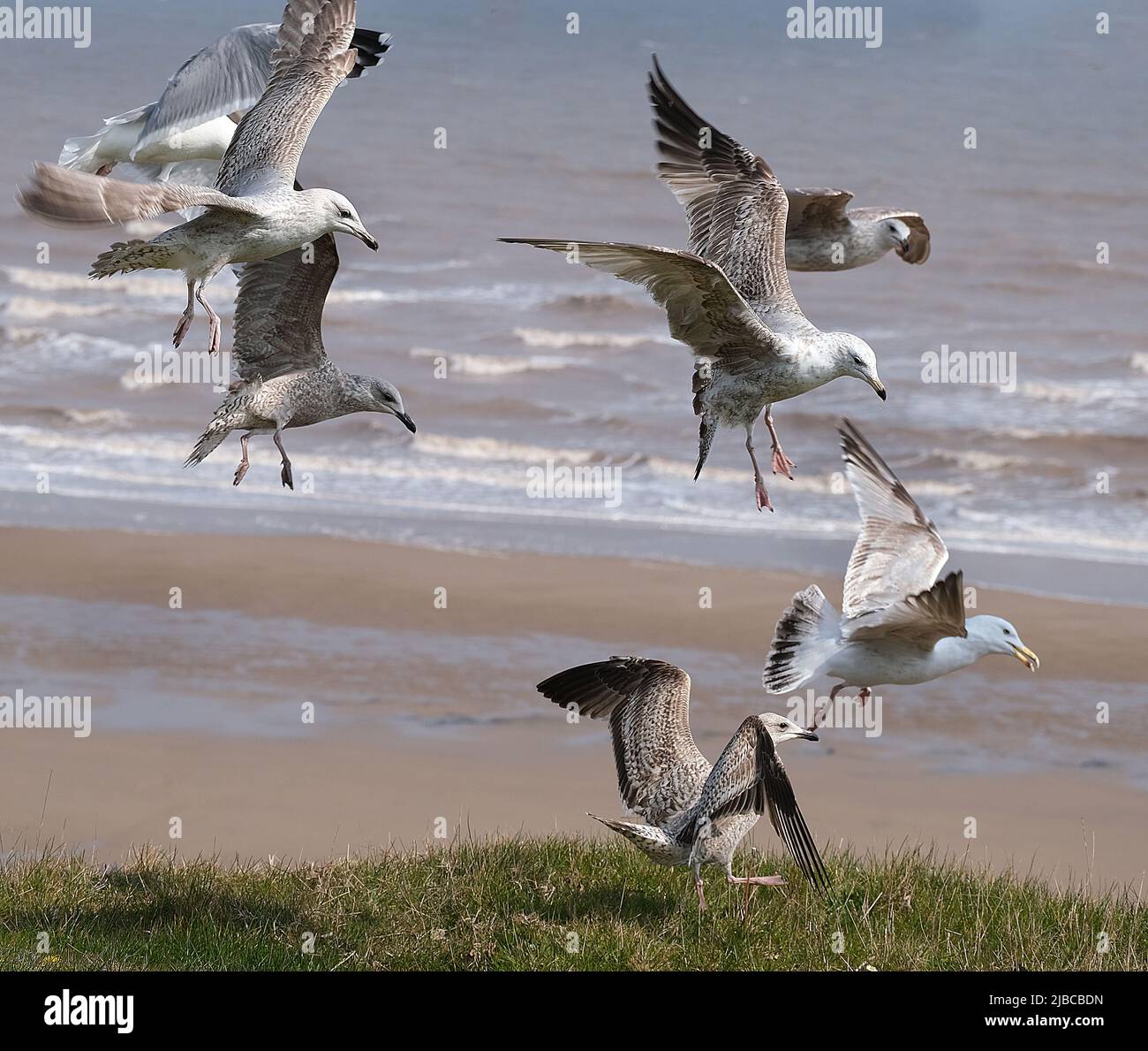 The European herring gull is a large gull, up to 66 cm long. One of the best-known of all gulls along the shores of Western Europe, Young bird. Stock Photo