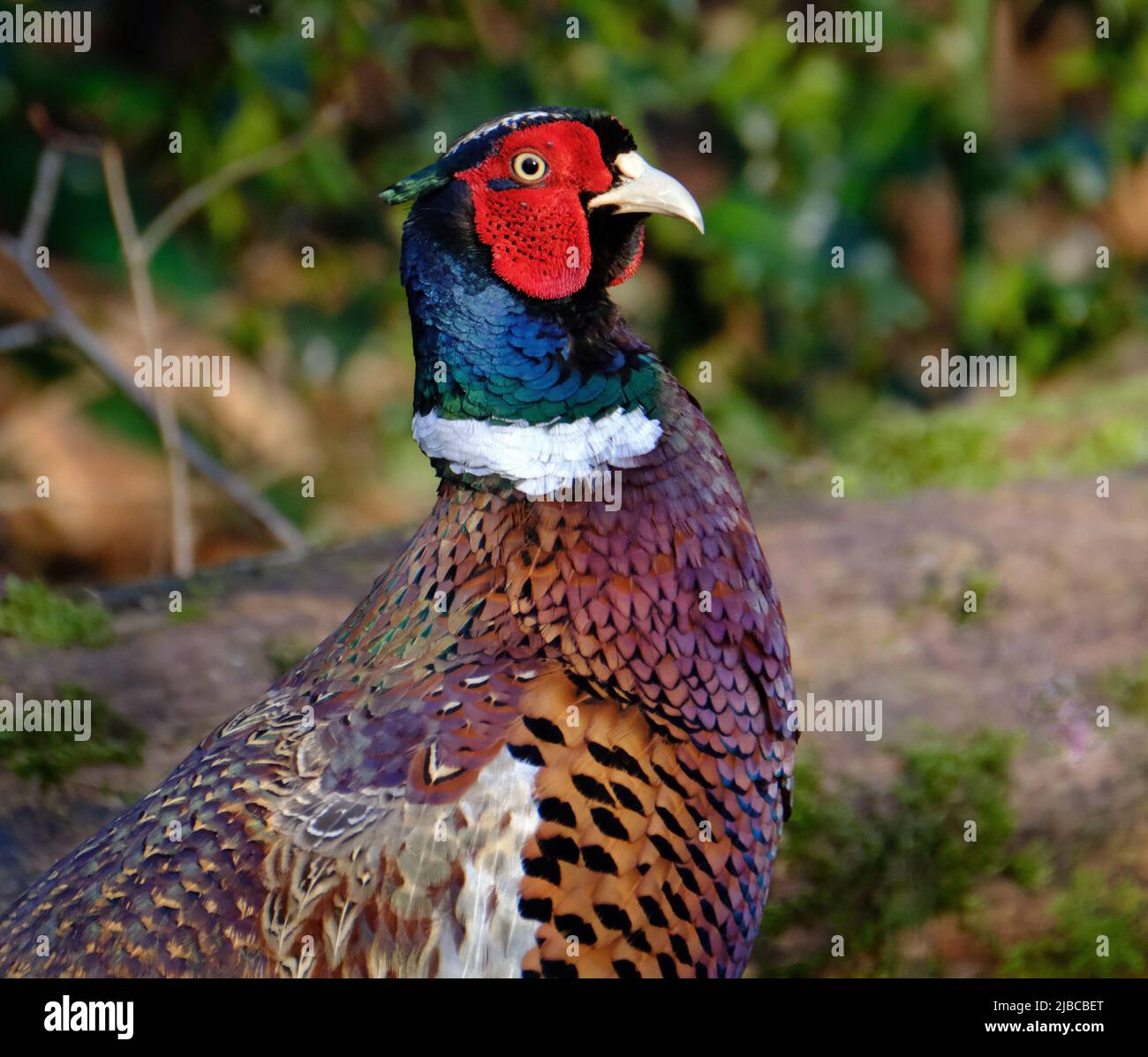 Male pheasant in country park estate. UK. Stock Photo