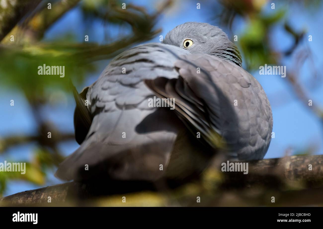 The common wood pigeon or common woodpigeon, also known as simply wood pigeon or woodpigeon, is a large species in the dove and pigeon family, Stock Photo