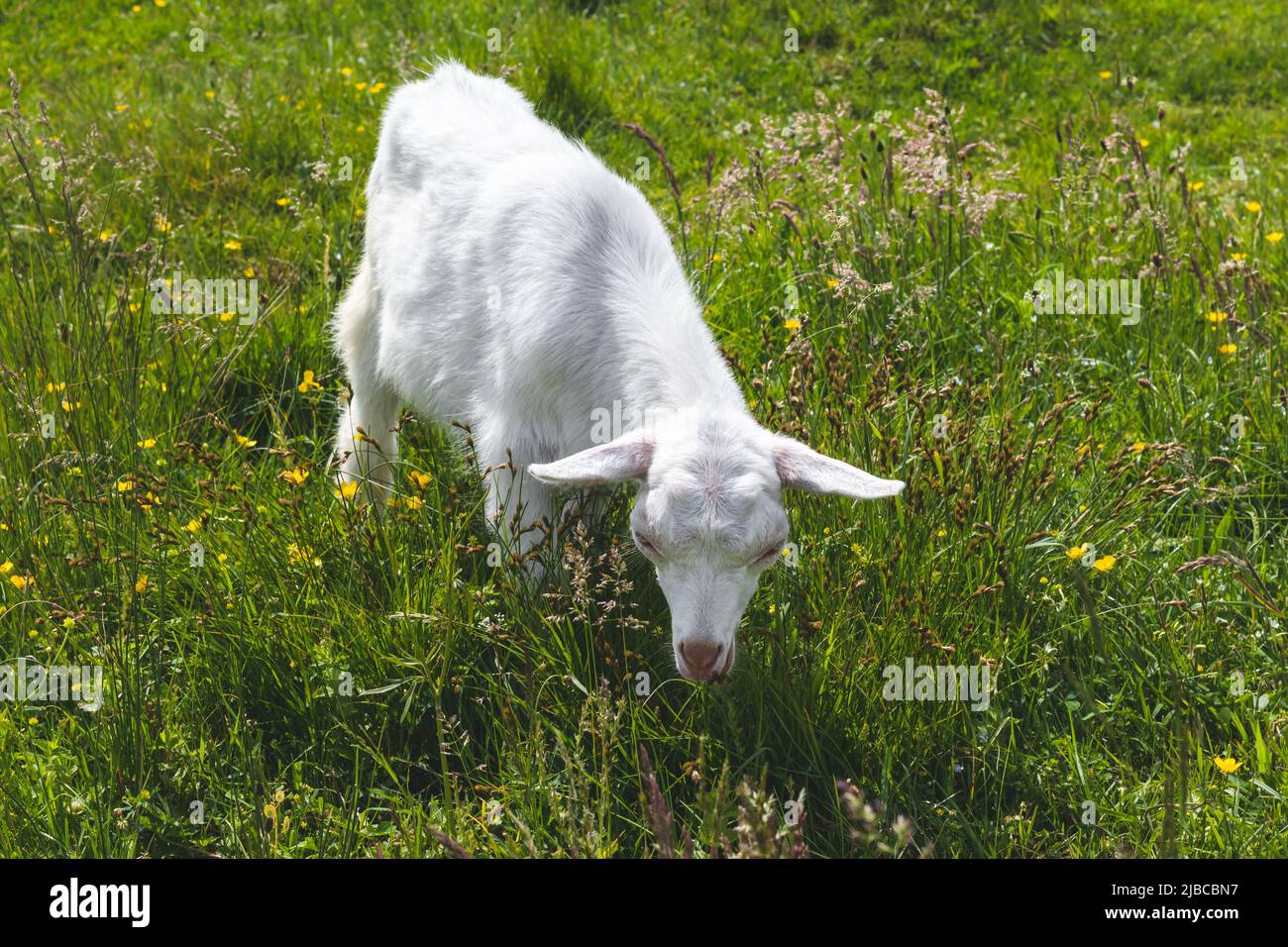 Baby goat kid grazes in a green meadow in grass. Farming concept ...