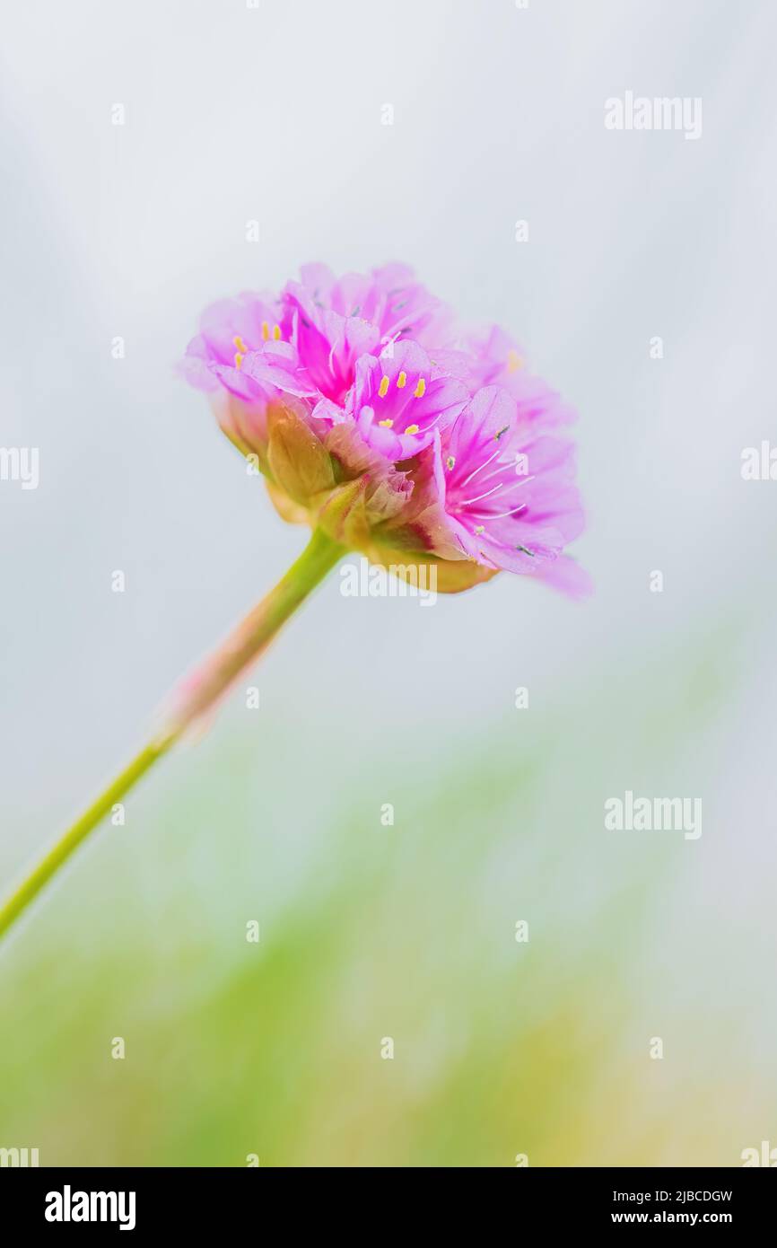 Devil's-bit Scabious - Succisa pratensis, beautiful flowering plant from European meadows and grasslands, Runde island, Norway. Stock Photo