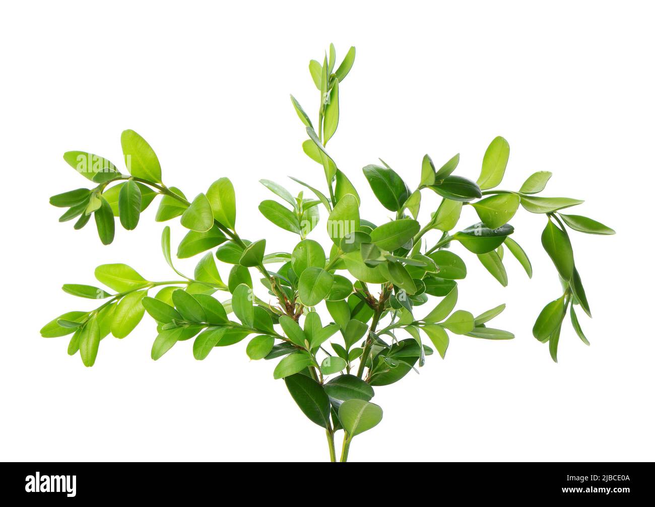 Boxwood branch isolated on white background. Green boxwood sprig. Buxus