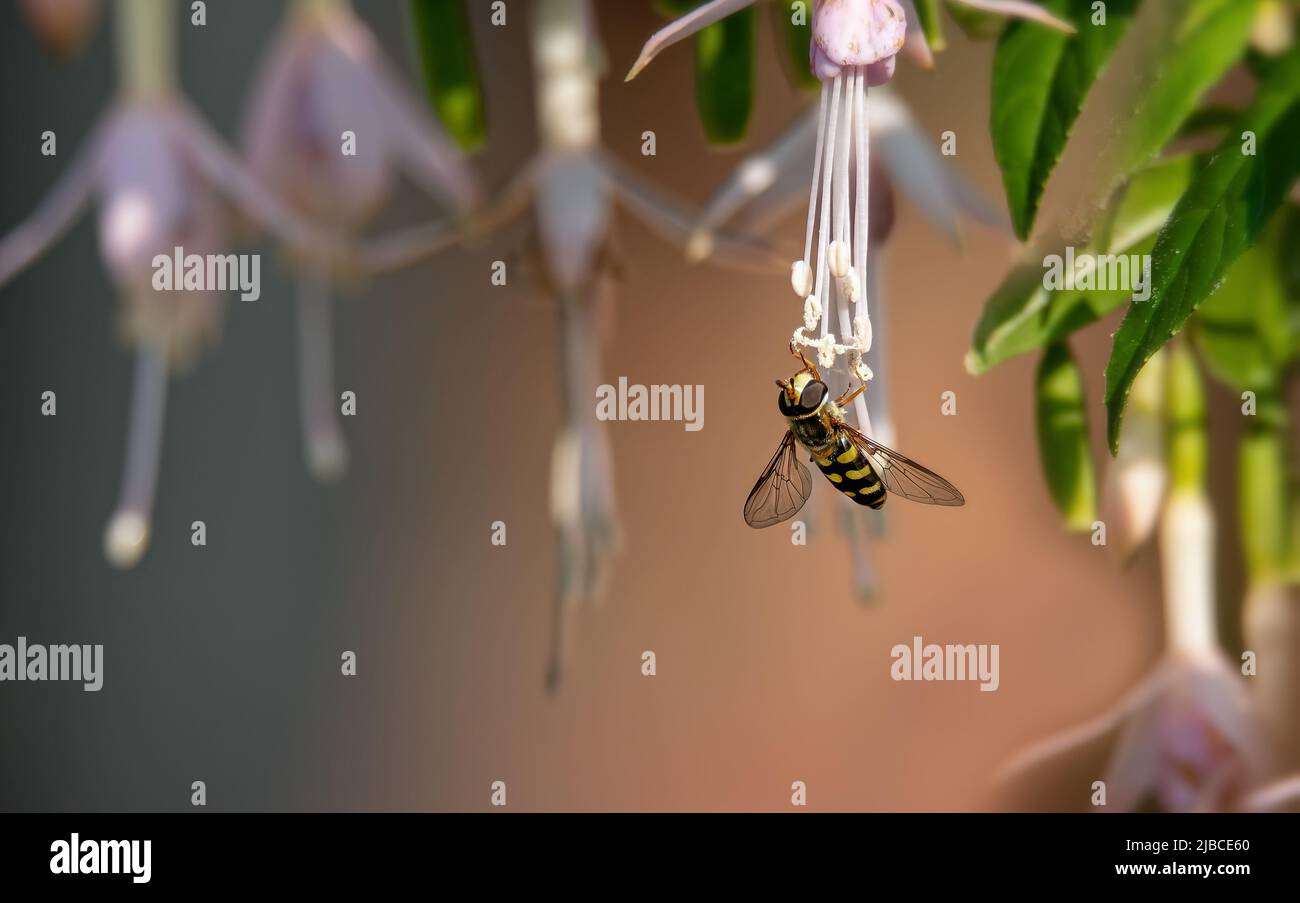 Hoverfly Helophilius pendulus feeding from a Hawkshead fuschia Stock Photo