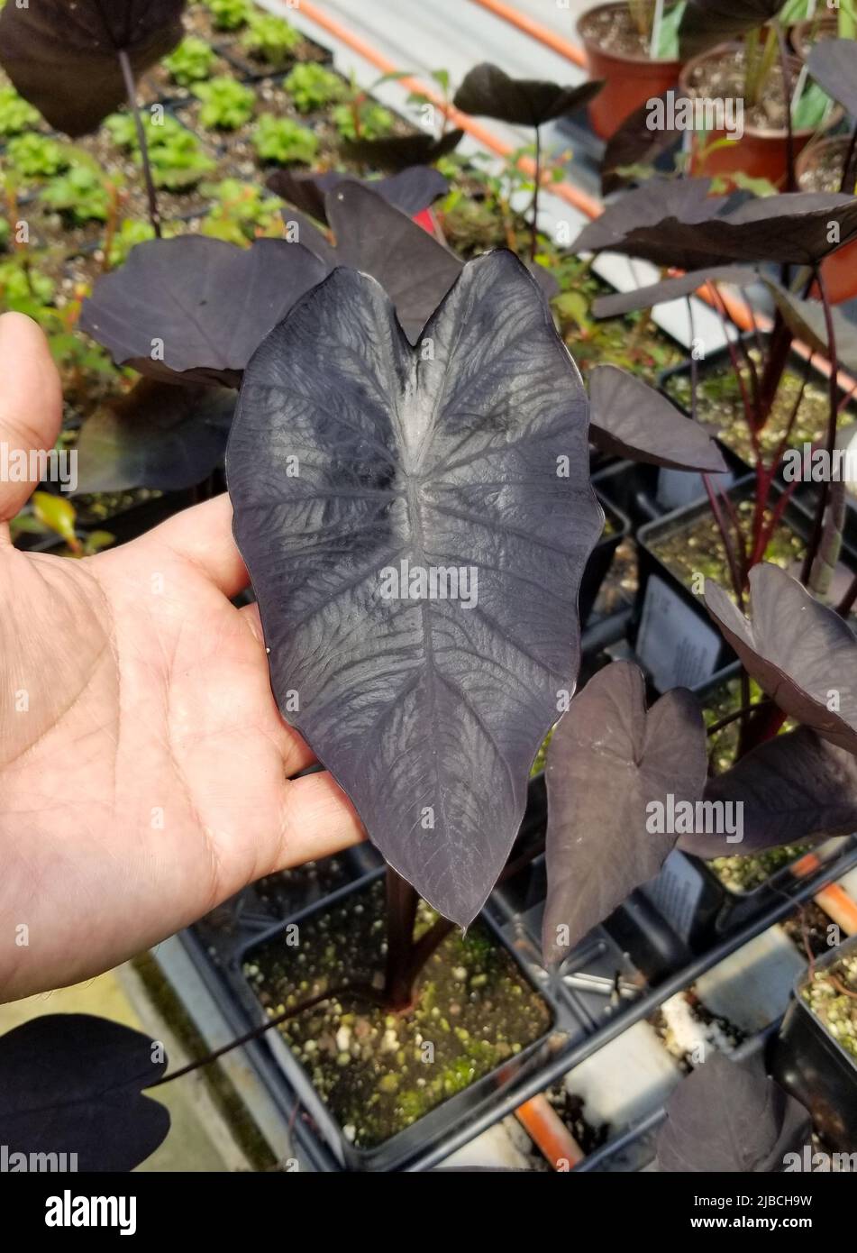 Beautiful dark leaf of Colocasia Black Ripple Elephant Ear Stock Photo Alamy