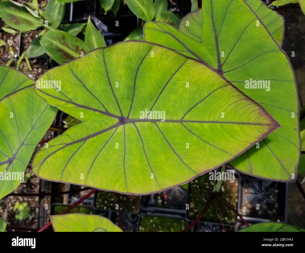 Beautiful leaf of Colocasia Blue Hawaiian Elephant Ear Stock Photo - Alamy