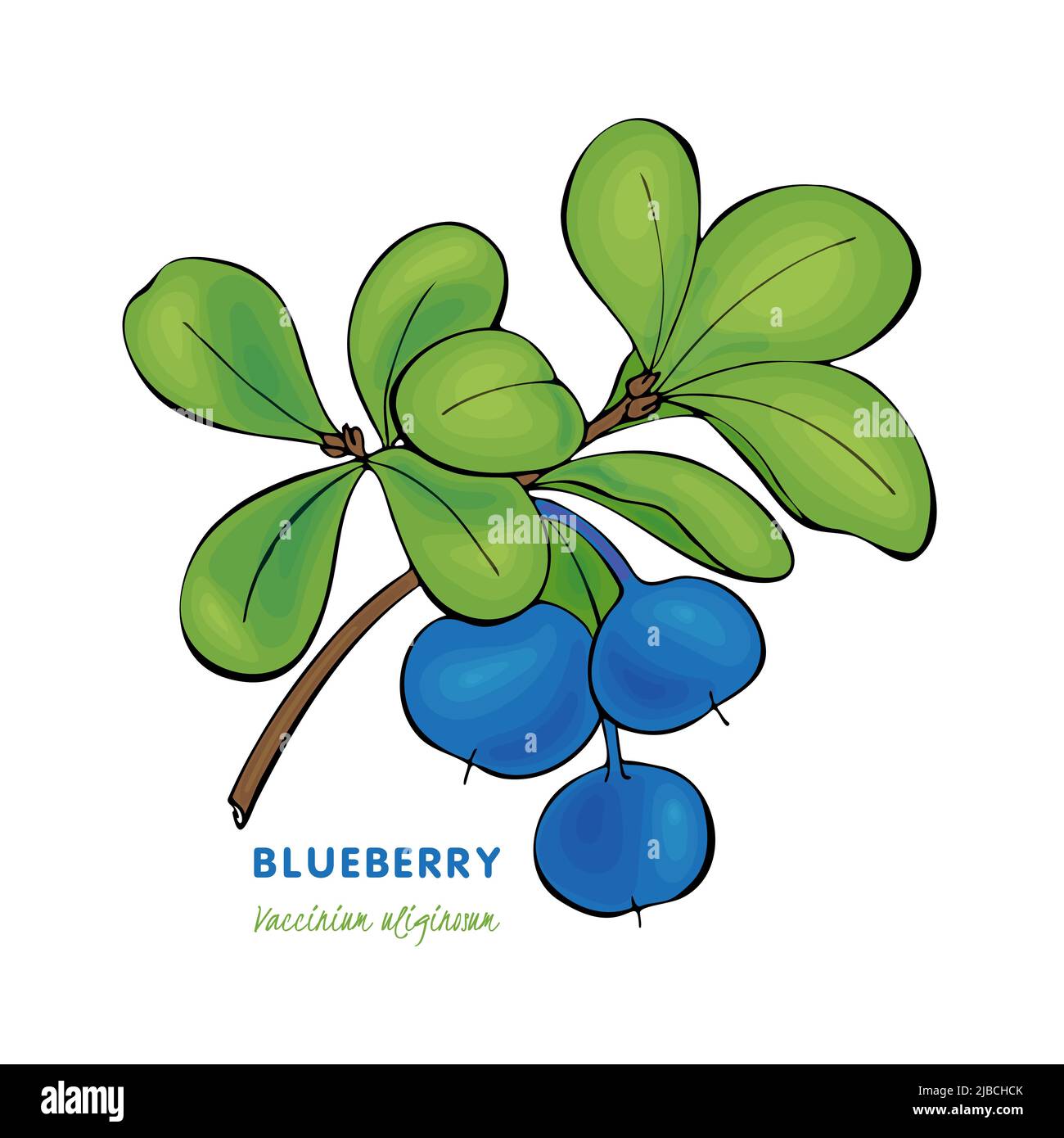 Blueberry Vaccinium uliginosum bog bilberry, bog blueberry. Hand drawn sketch contour. Vector illustration Stock Vector