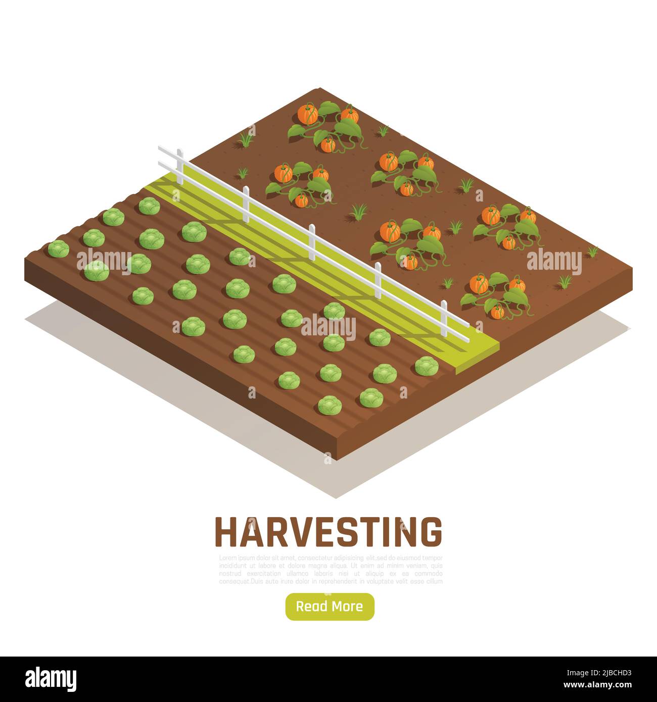 Farm vegetables growing harvesting with ripe pumpkin and cabbage plantation web page isometric element vector illustration Stock Vector