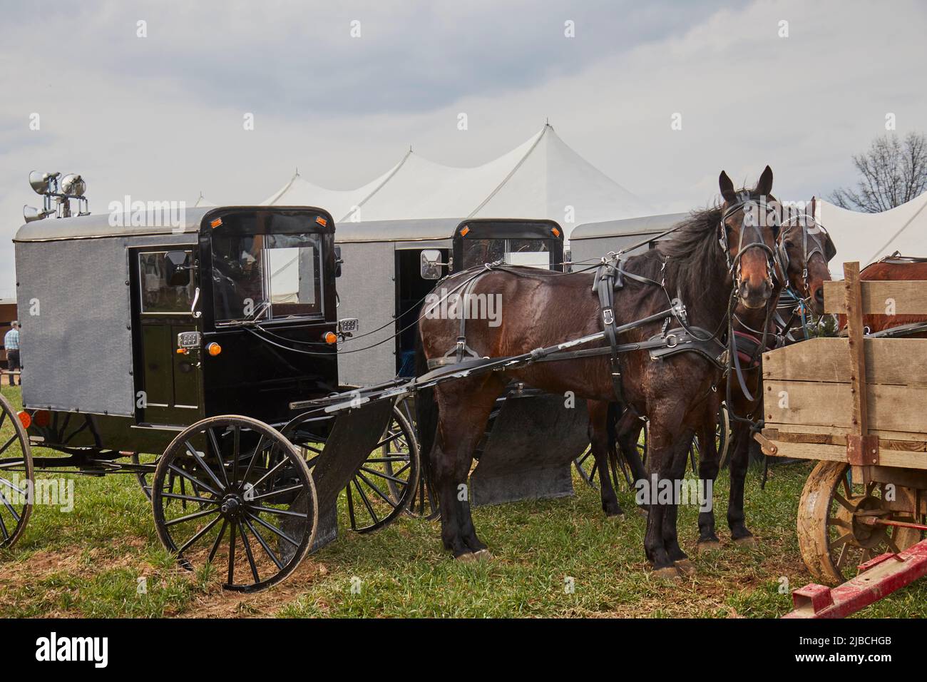 Grey Amish buggies with horses, parked at a mud sale, Amish Country, Penryn, Lancaster County, Pennsylvania, USA Stock Photo