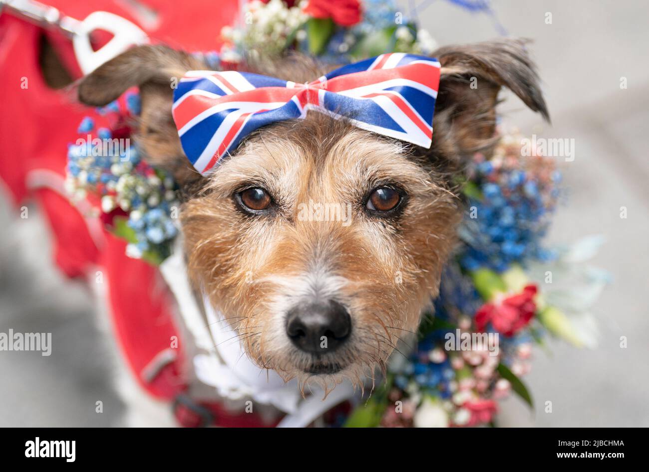 Betty the Parson Russell Terrier enjoys the Royal Pooch Party ...
