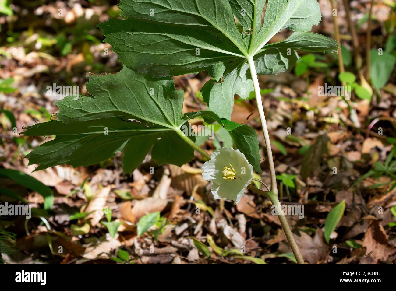 Mayapple (Podophyllum peltatum) Mayapples are native plants that grow in large colonies. These plants have an edible fruit and the Native Americans ha Stock Photo