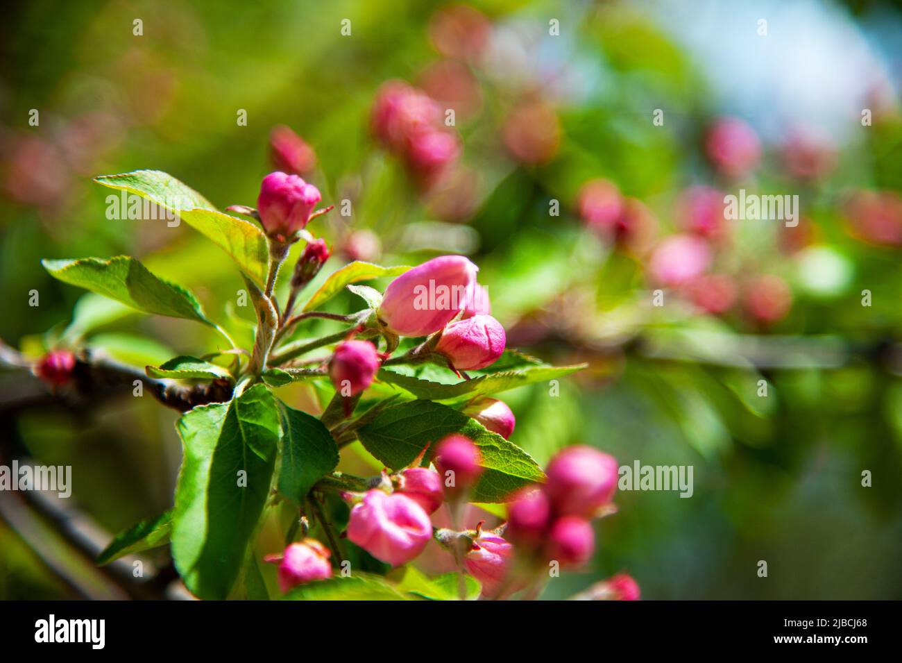 Blooming apple tree in the spring garden. Close up of pink flowers on a ...