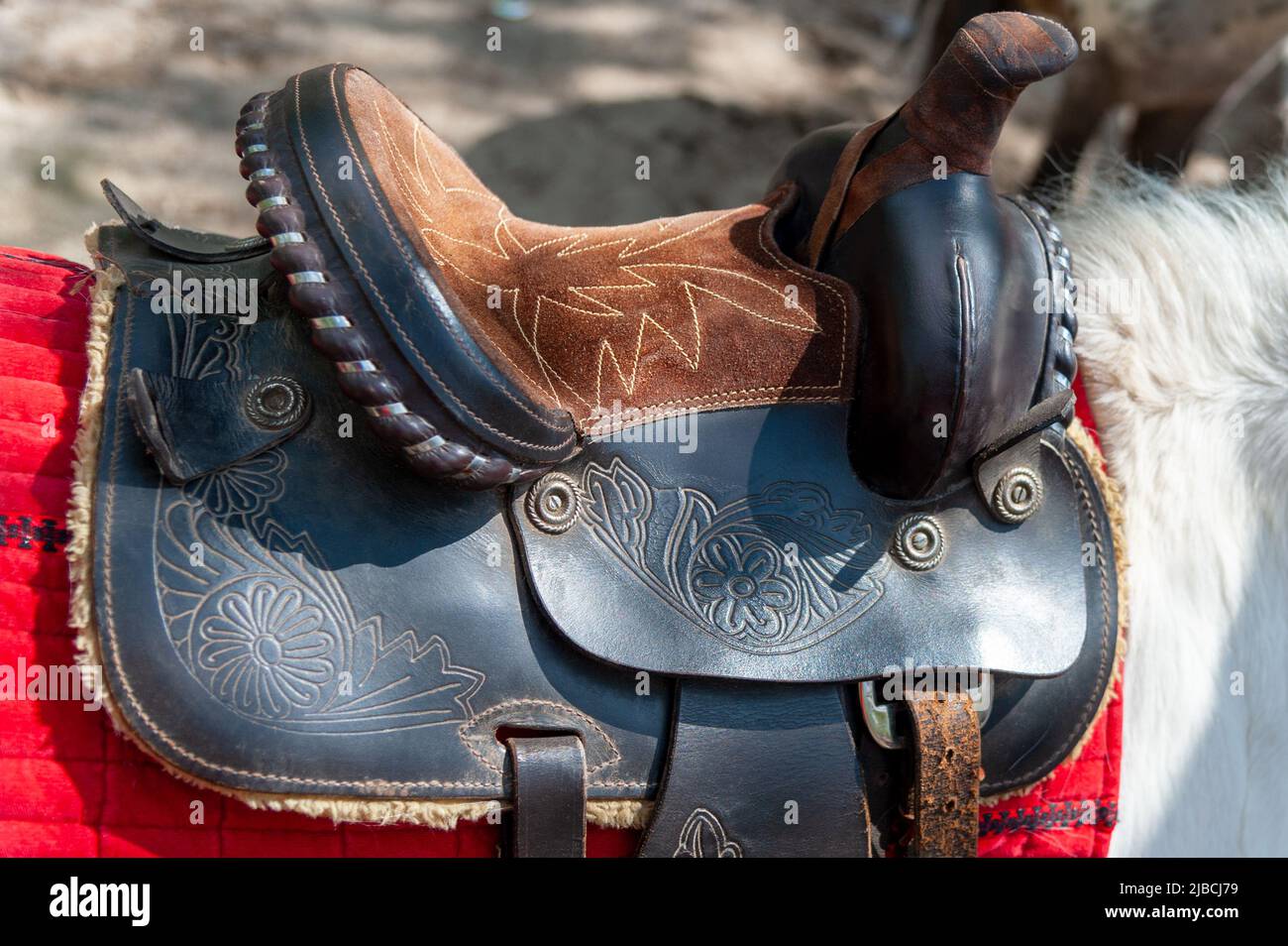 Saddle with stirrups on a back of a horse Stock Photo Alamy