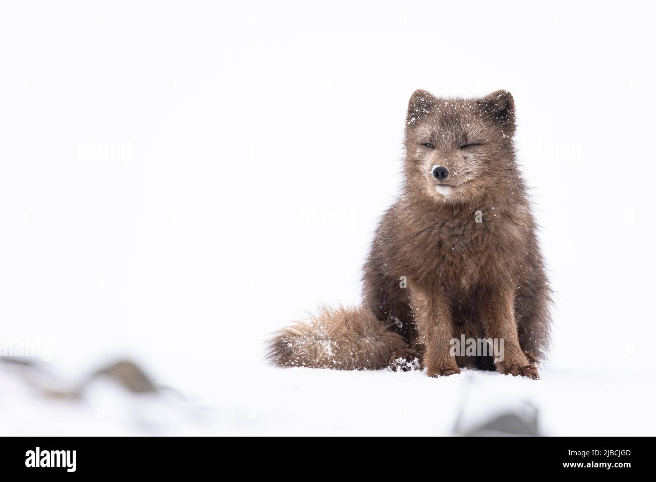 Arctic tundra animals Cut Out Stock Images & Pictures - Alamy